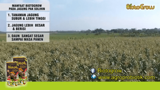 penggunaan pupuk cair Biotogrow untuk tanaman jagung