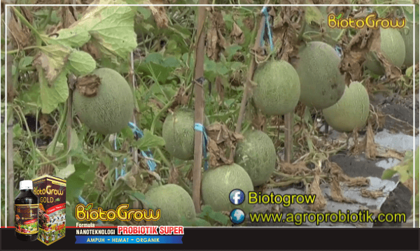 melon berhasil setelah pakai pupuk organik biotogrow - puuk untuk tanaman melon