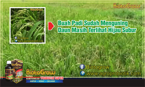 padi kuning daun hijau biotogrow pupuk organik cair 