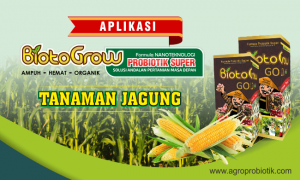 aplikasi biotogrow pada tanaman jagung