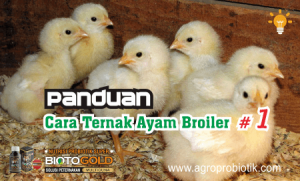 panduan cara ternak ayam broiler #1