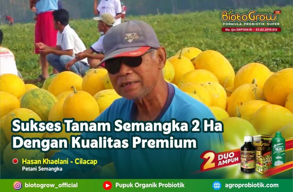 Sukses Tanam Semangka 2 Hektar Dengan Kualitas Premium