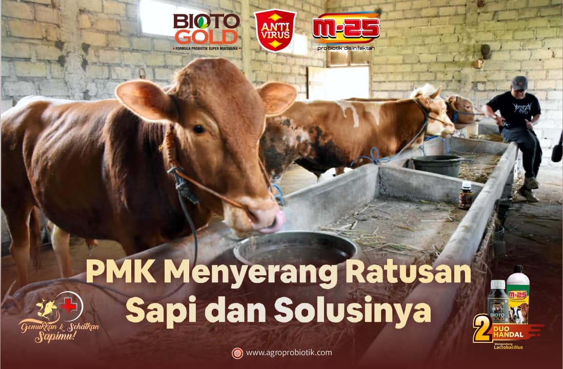 PMK menyerang ratusan sapi dan solusinya