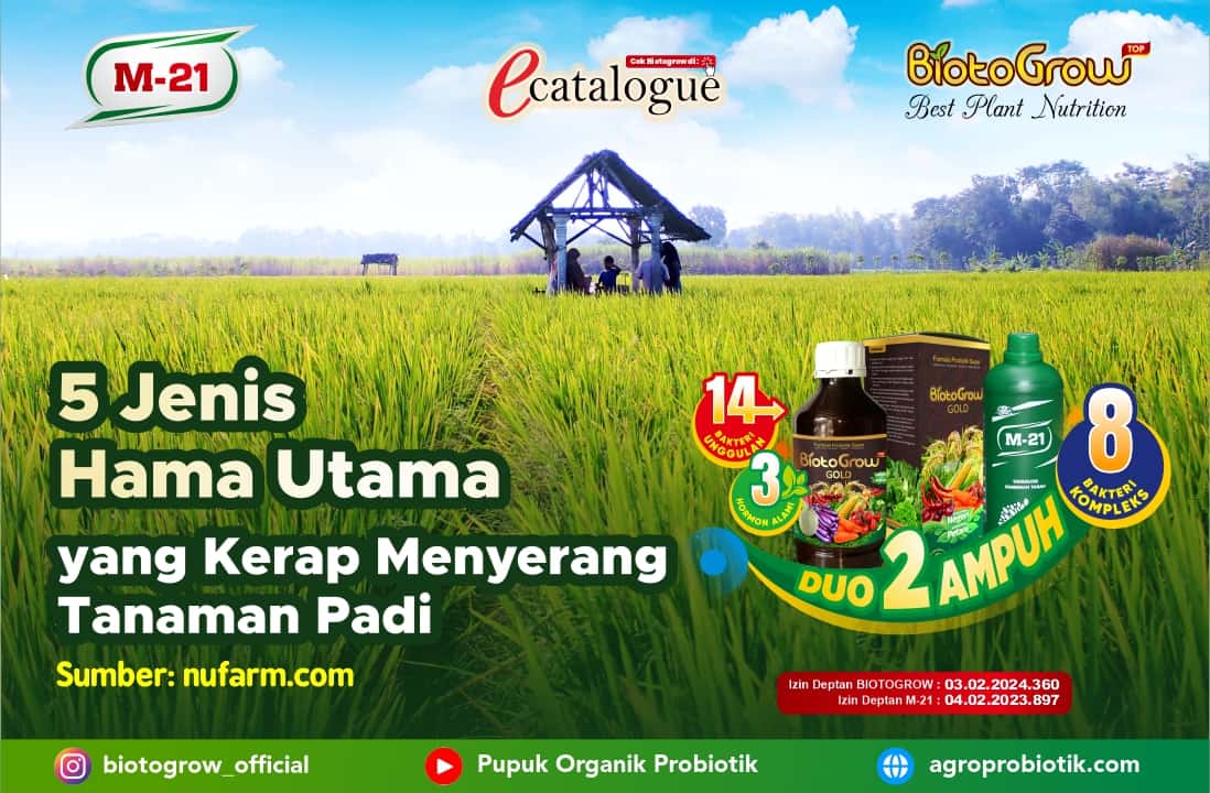 5 Jenis Hama Utama Yang Kerap Menyerang Tanaman Padi