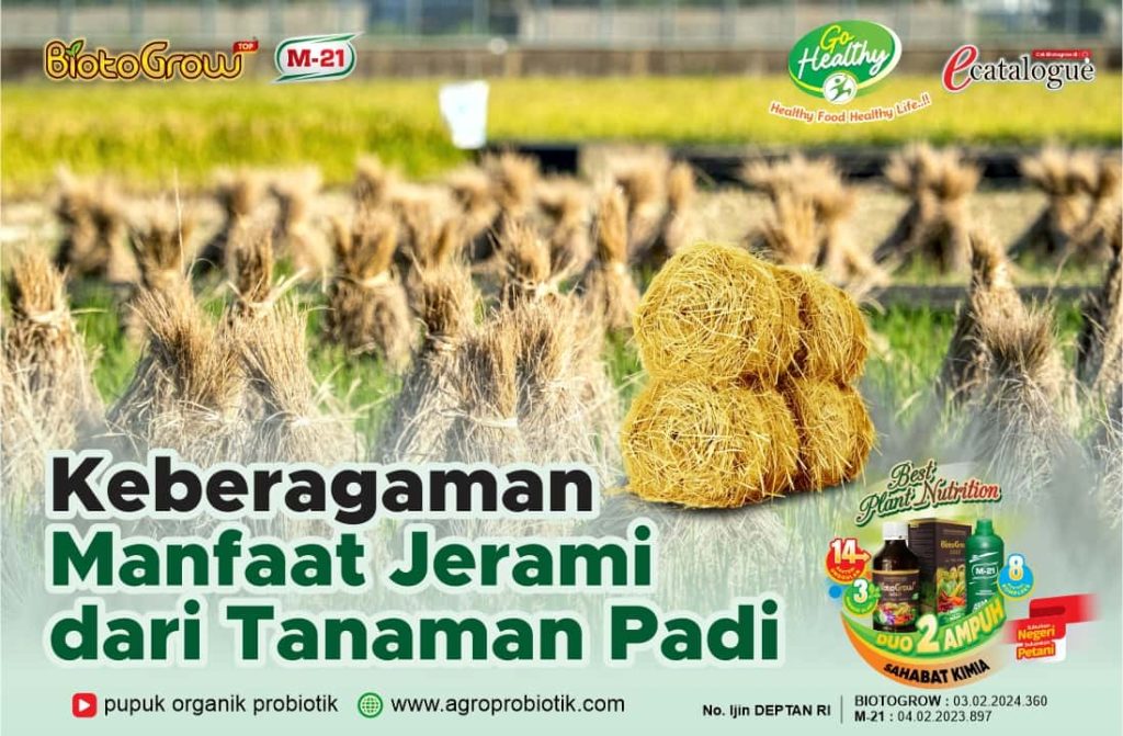 Keberagaman Manfaat Jerami Dari Tanaman Padi