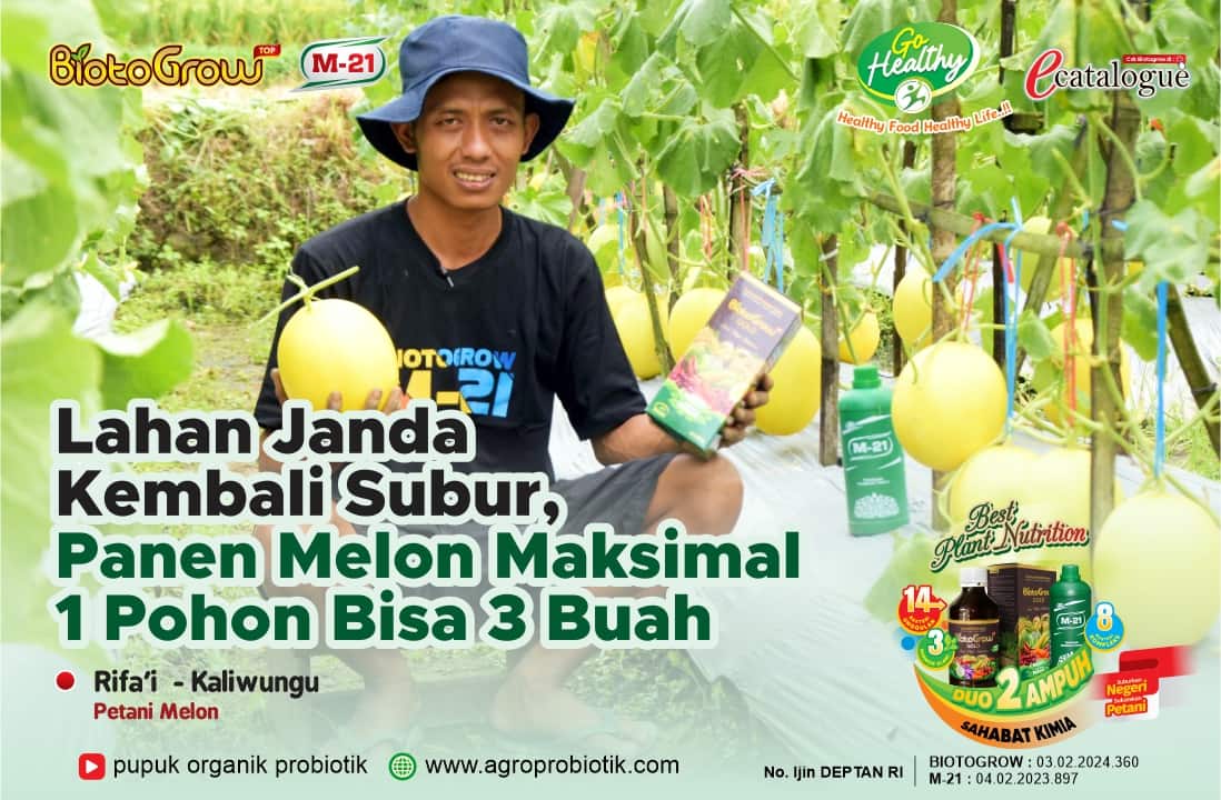 Lahan janda kembali subur, Panen melon Maksimal 1 pohon bisa 3 buah