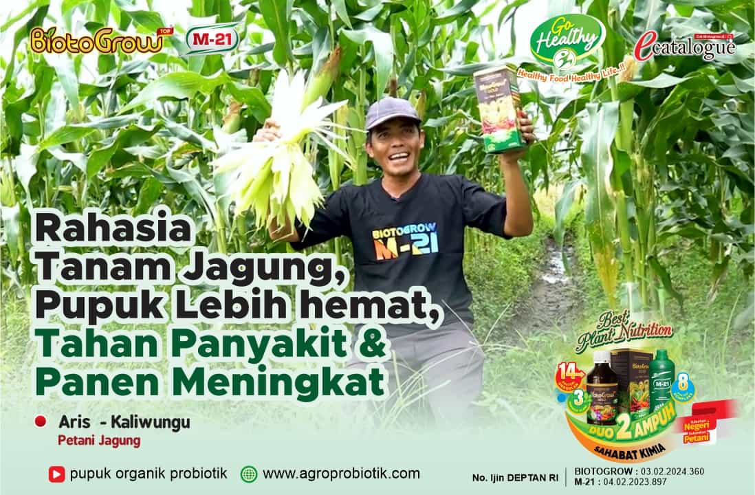 Rahasia Tanam Jagung, Pupuk Lebih hemat, tahan panyakit & Panen Meningkat